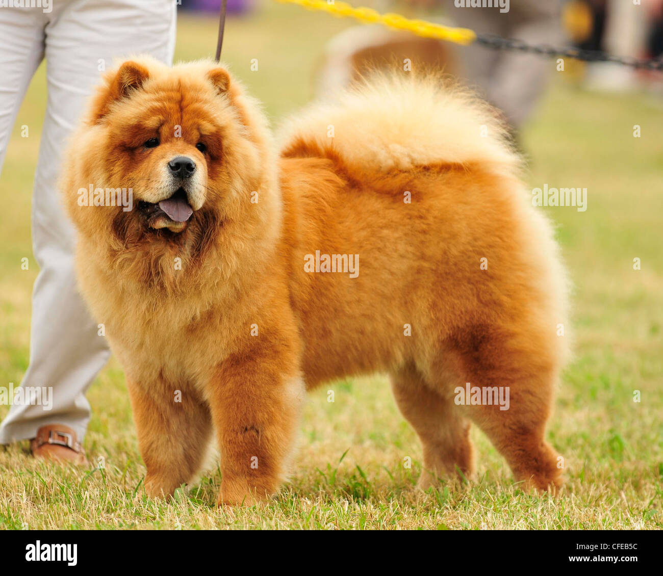 chow chow dog Stock Photo - Alamy