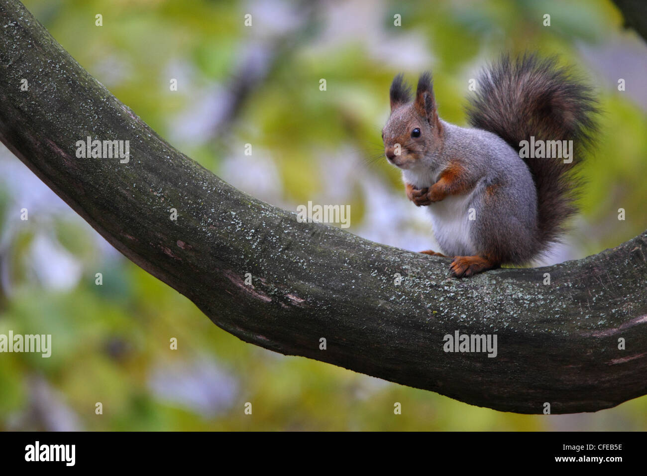 Red squirrel (Sciurus vulgaris) at autumn. Europe Stock Photo
