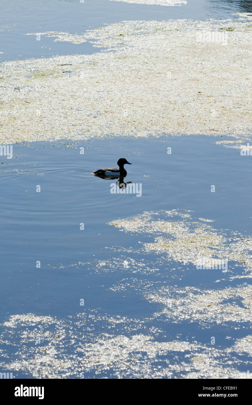 Tufted Duck (Aythya fuligula). Having surfaced after a feeding dive, midst aquatic floating water vegetation. Stock Photo