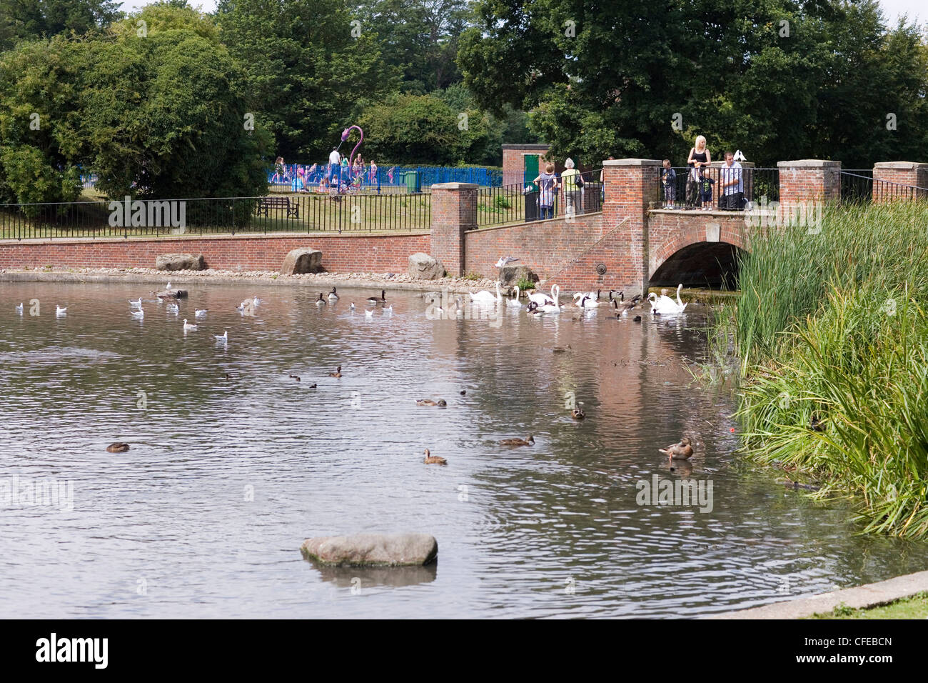Verulamium Park; lake and waterfowl. St. Albans. Hertfordshire. England. Stock Photo