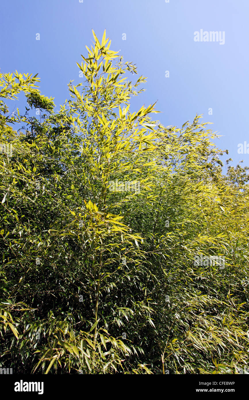Bamboo growing in Gyeongju, South Korea Stock Photo Alamy