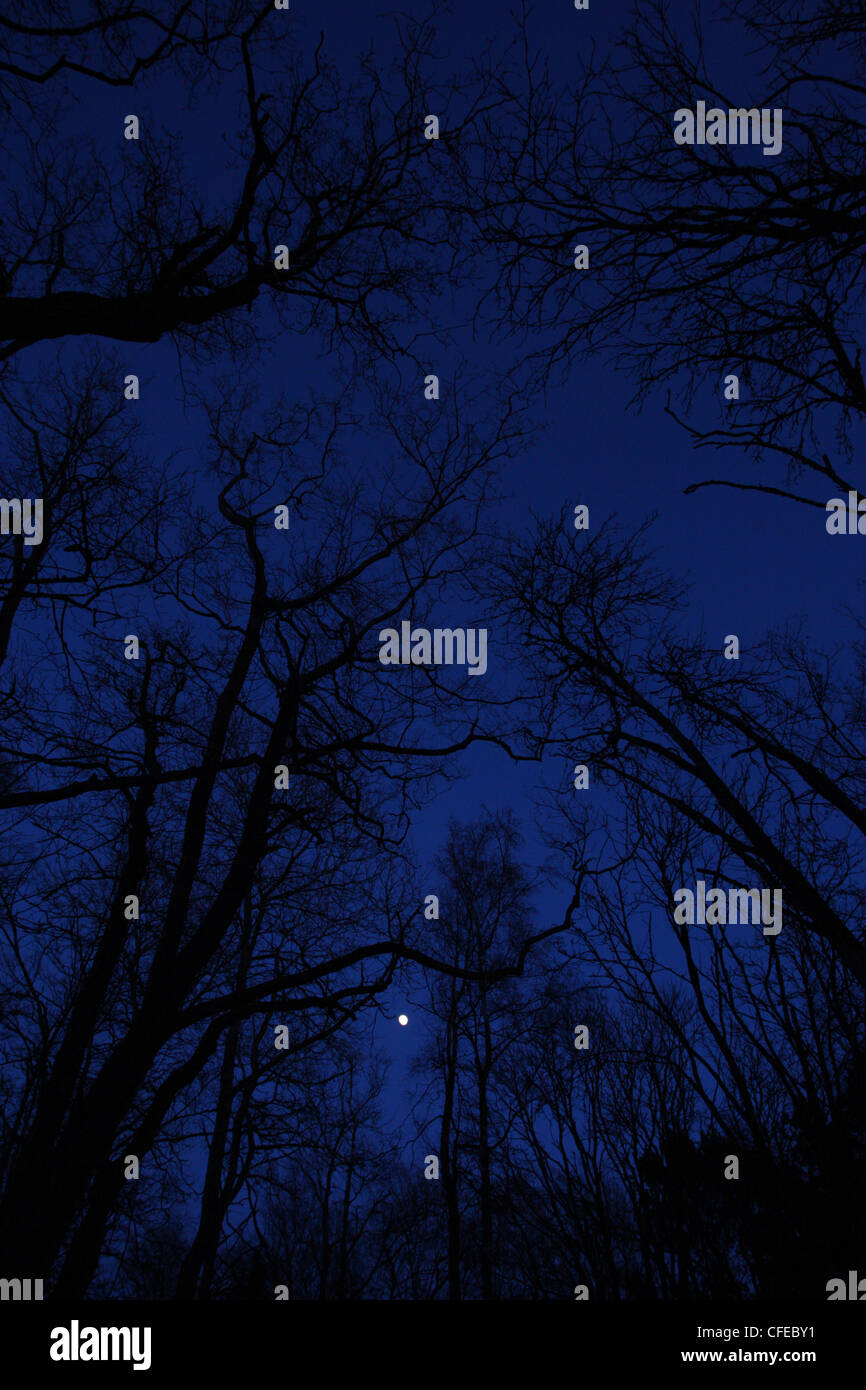 Night at forest with trees bending over and Moon shining in the sky ...