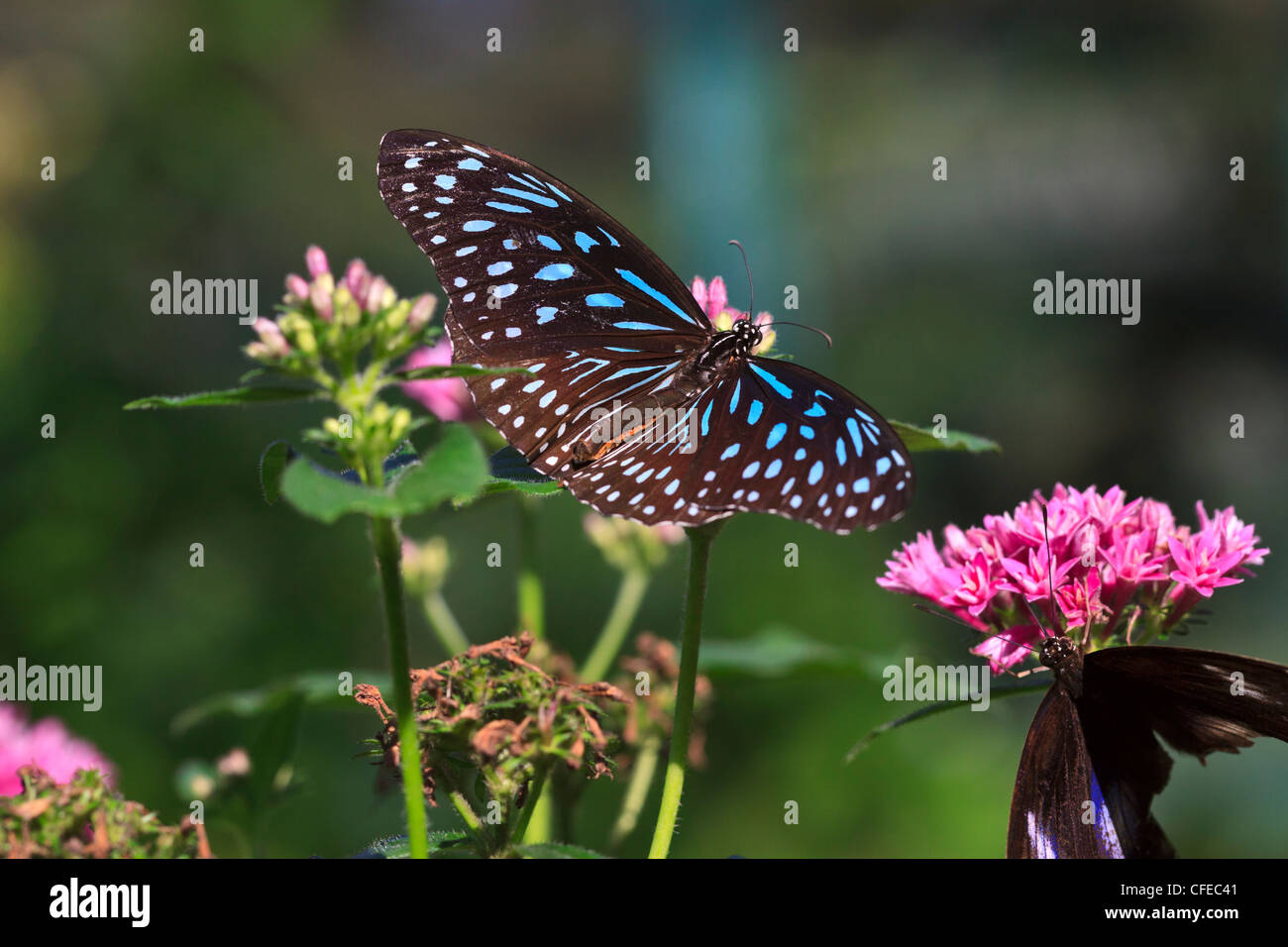 Blue Glassy Tiger Butterfly, Ideopsis vulgaris macrina Stock Photo
