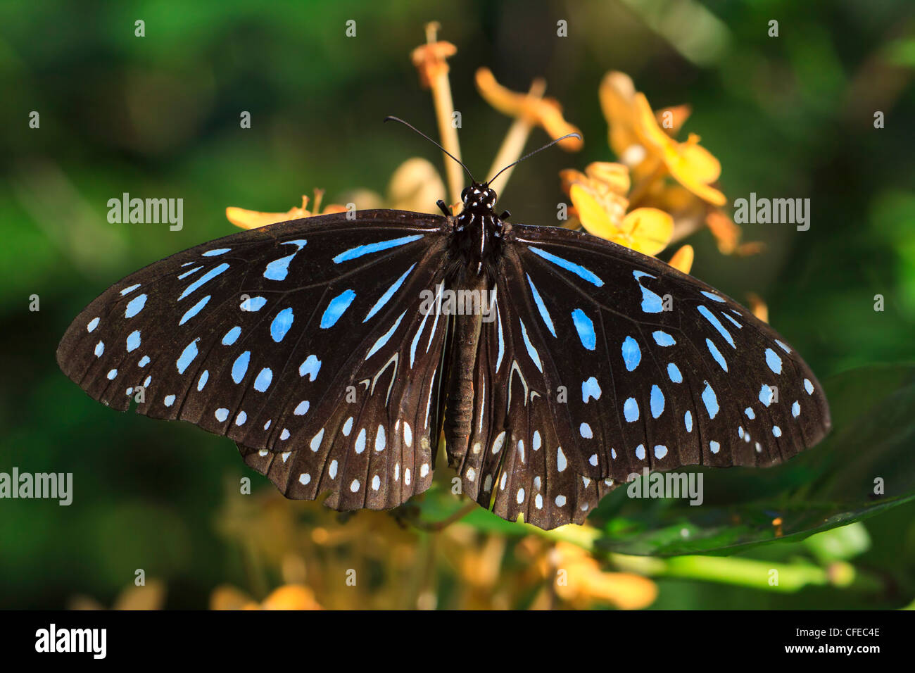 Blue Glassy Tiger Butterfly, Ideopsis vulgaris macrina Stock Photo