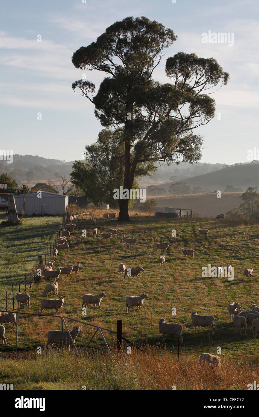 Sheep farm in New South Wales, Australia Stock Photo