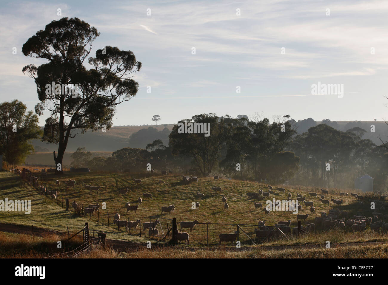 Sheep farm in New South Wales, Australia Stock Photo