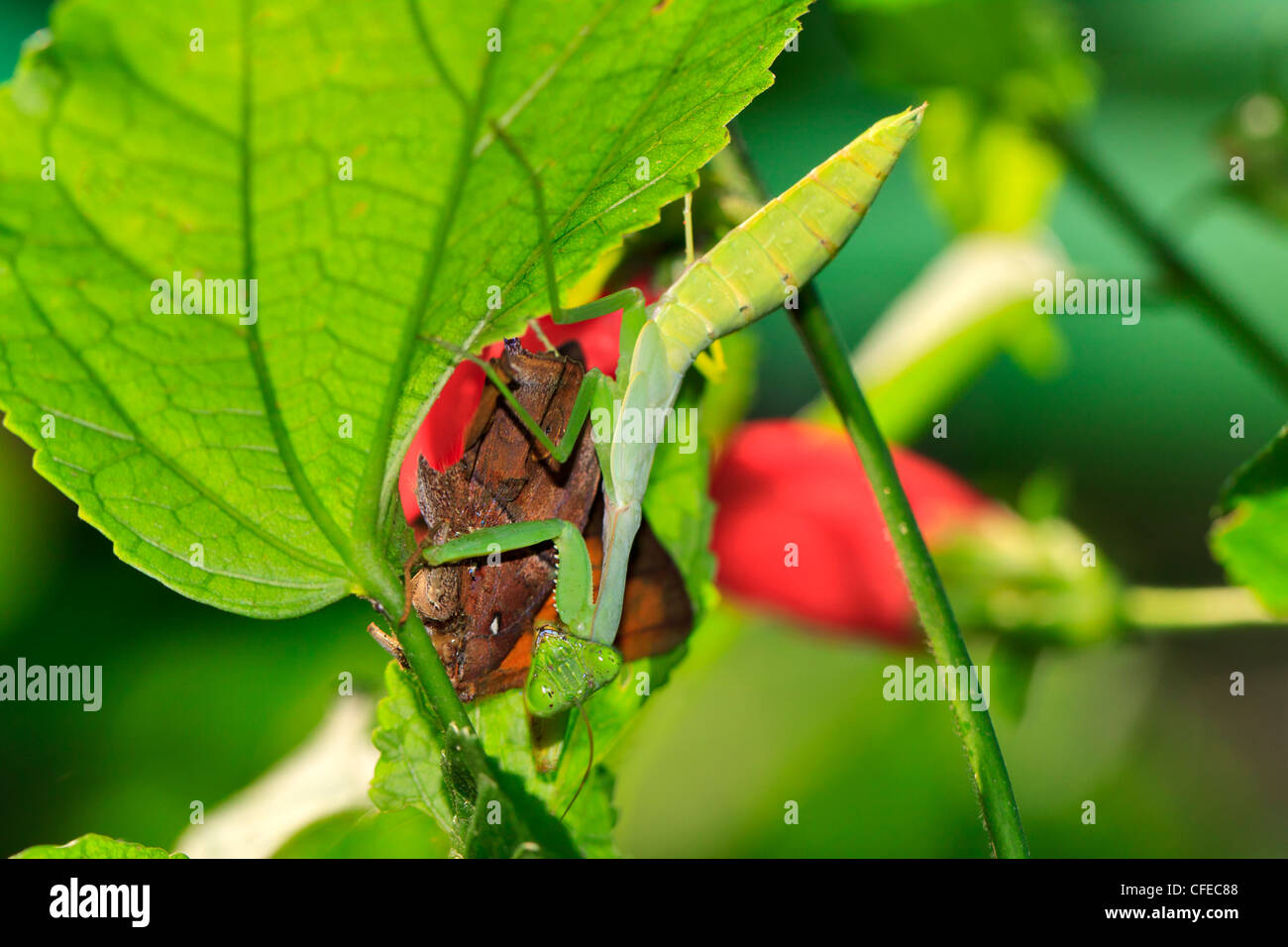 Dead butterfly hires stock photography and images Alamy