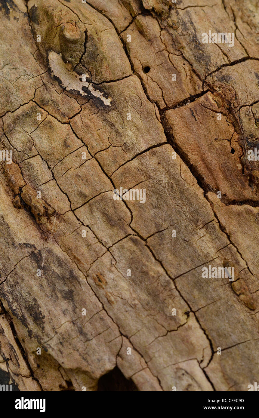 Rotting apple tree stump - close detail. [FOCUS POINT note in Description.] Stock Photo