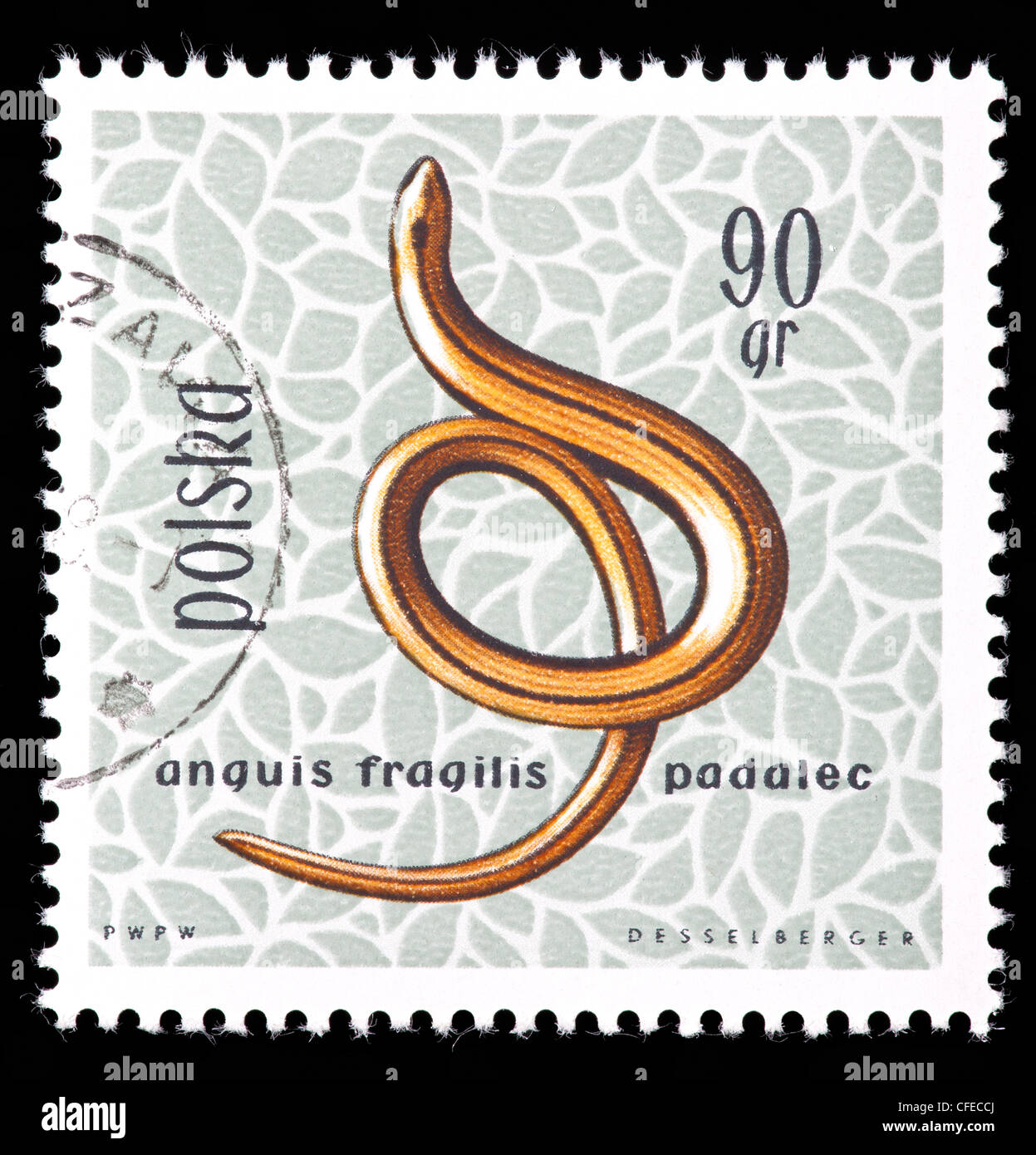 Postage stamp from Poland depicting a slow worm (Anguis fragilis) Stock Photo