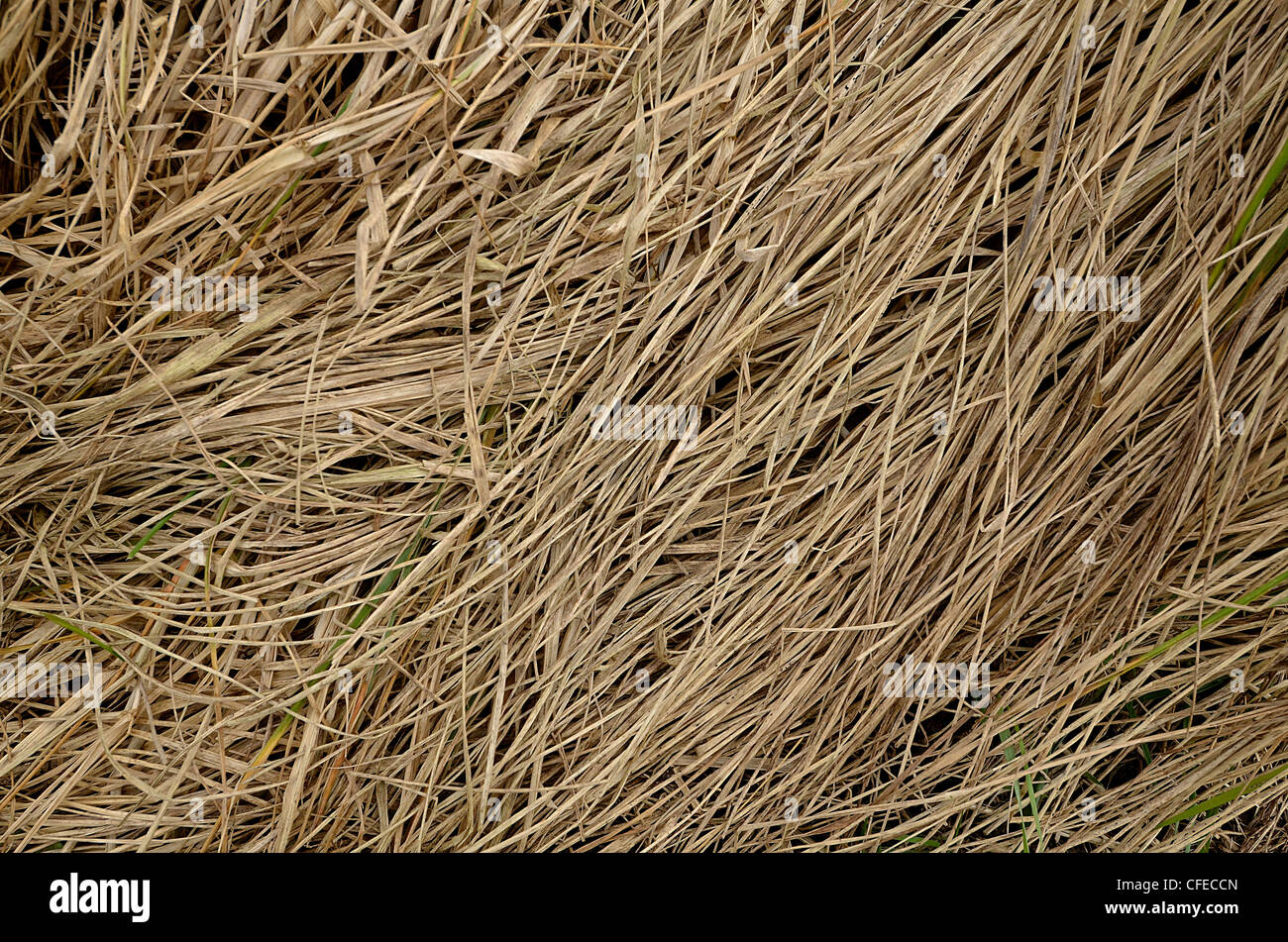 Detail of dead, long, grass during winter months. Metaphor 'kicked into the long grass'. Long grass concept. Stock Photo