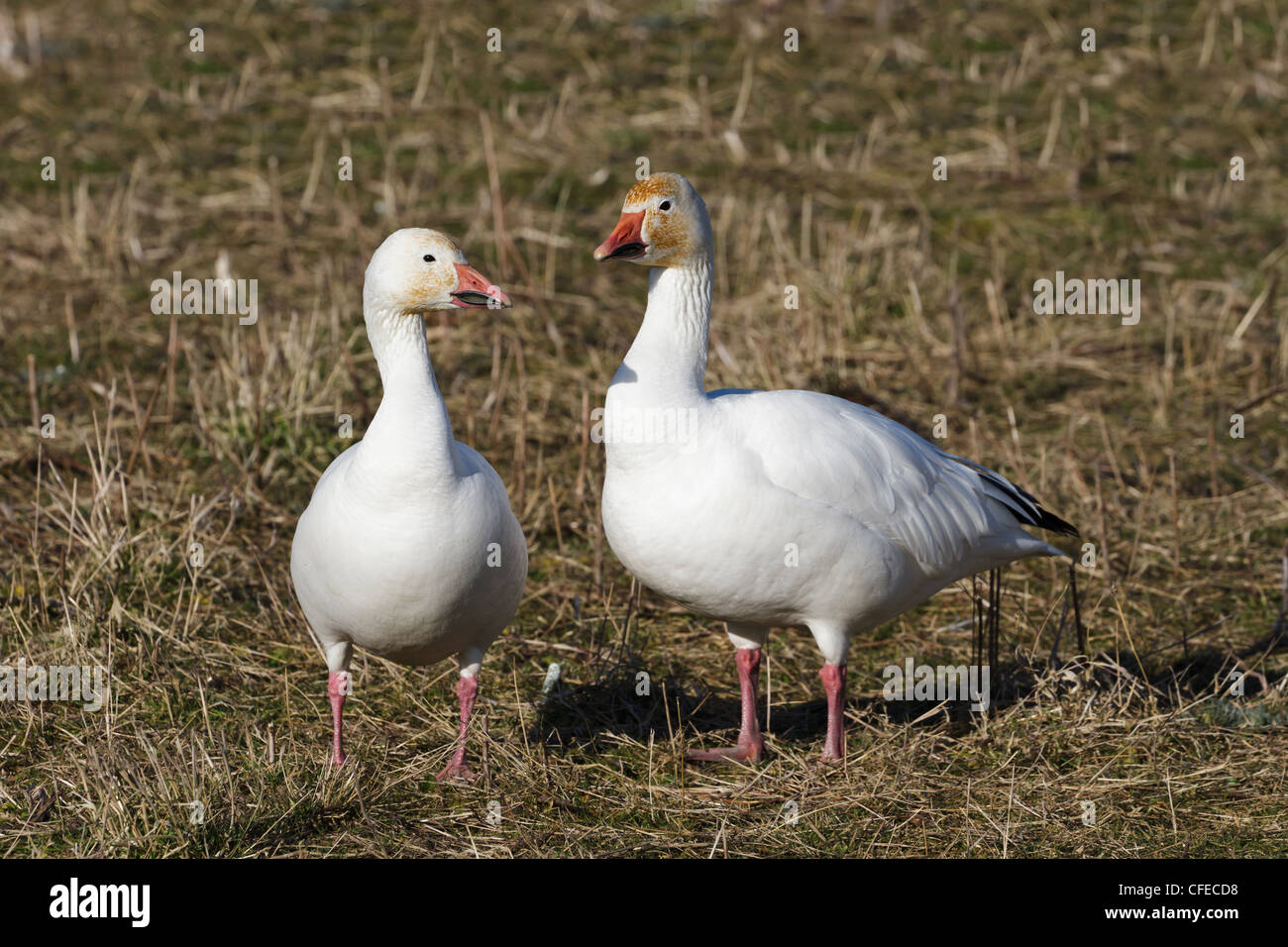 Snow Goose, migratory bird close up shot Stock Photo