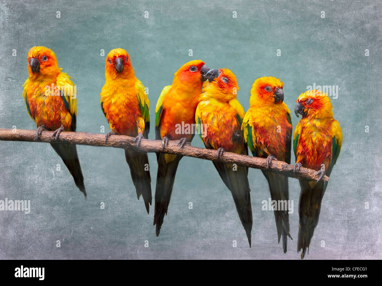 Sun Parakeet or Sun Conure, Aratinga solstitialis. A row of pretty yellow parrots on a branch. Stock Photo