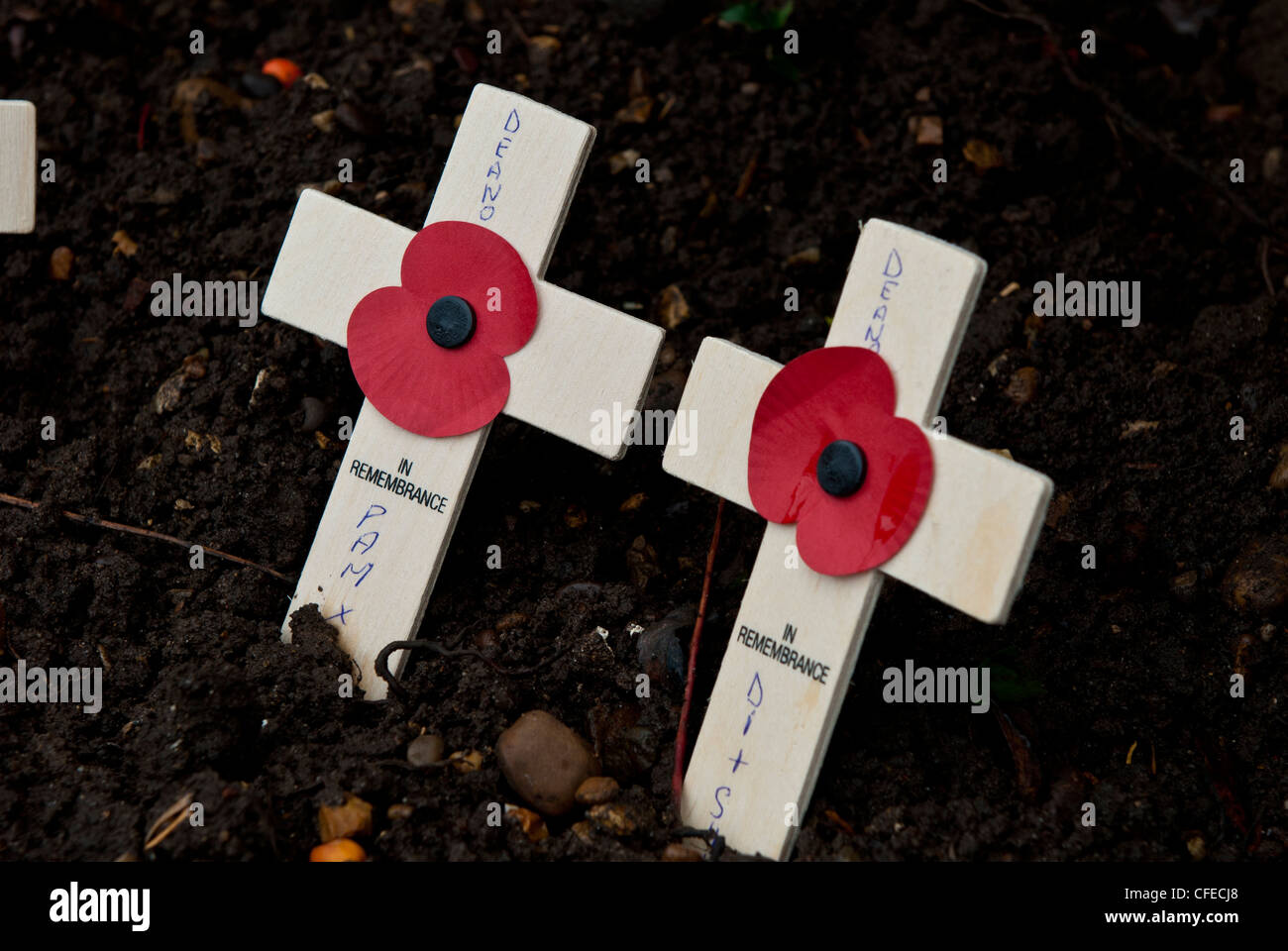 Remembrance day wooden crosses Stock Photo