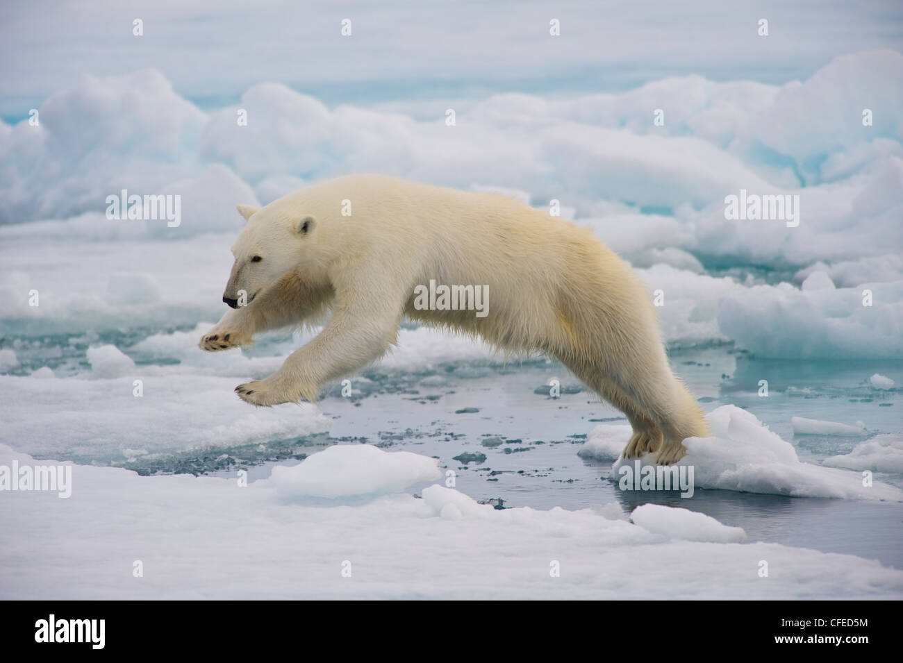 A frame-filling portrait of a male polar bear (Ursus maritimus) jumping in the pack ice, its paws in the air. Stock Photo