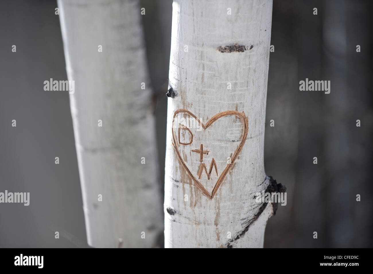 initials and heart carved into tree Stock Photo