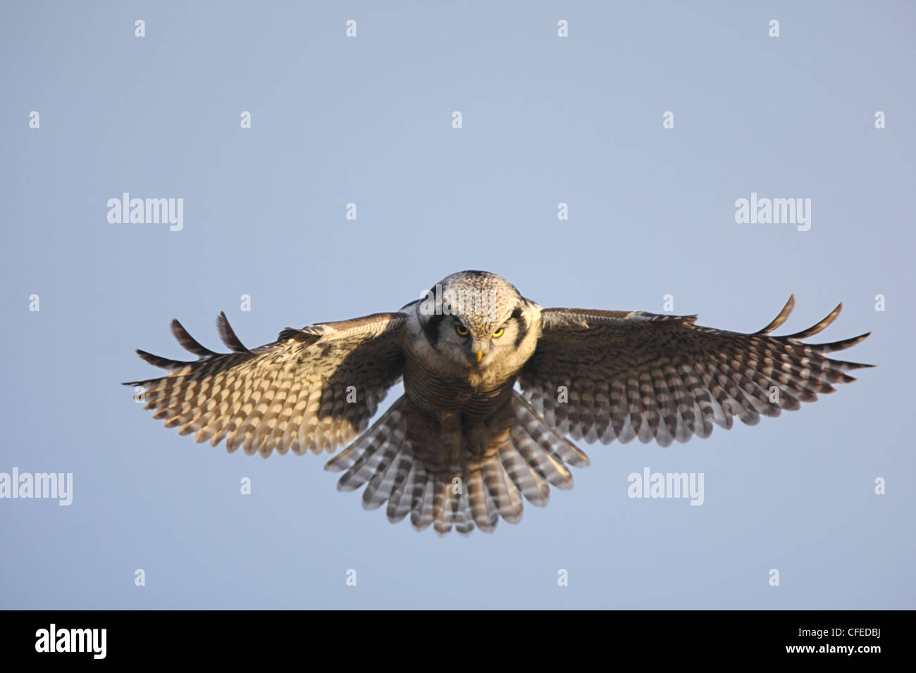A Northern Hawk Owl hovering above its hunting spot. Europe Stock Photo