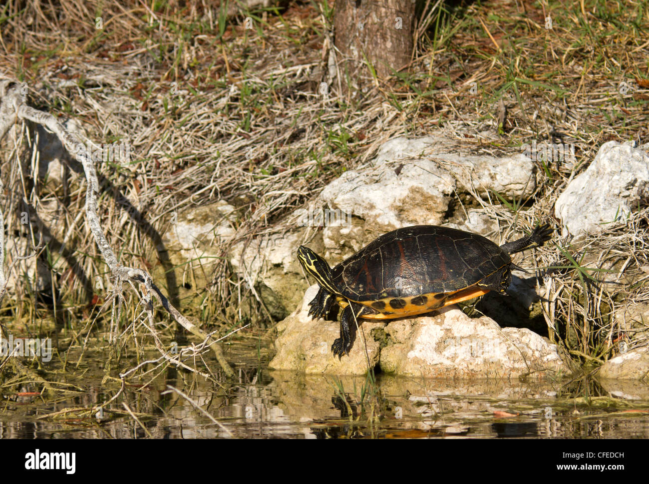 Florida Redbelly Cooter (Pseudemys nelsoni) sunning itself on a river bank. Stock Photo