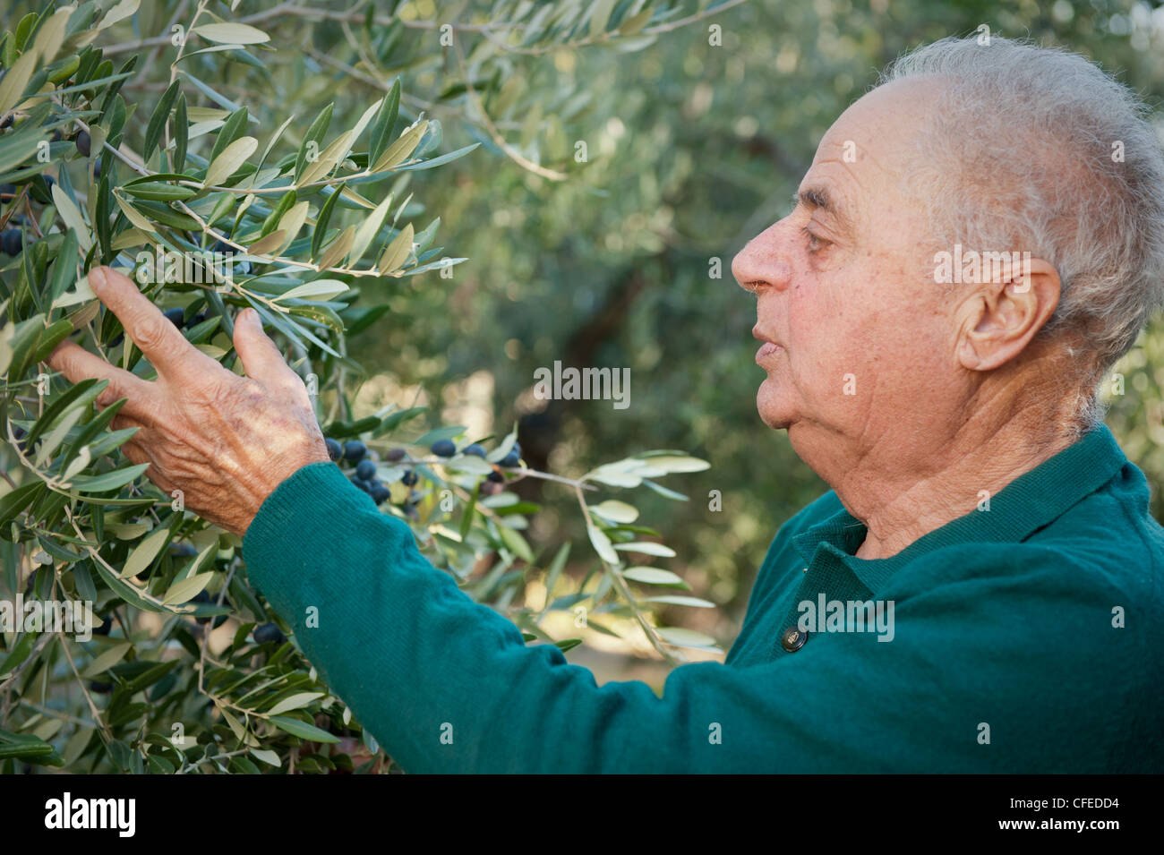 Italian olive farmer showing olives on trees in grove in Montecarotto, Ancona region of Italy Stock Photo