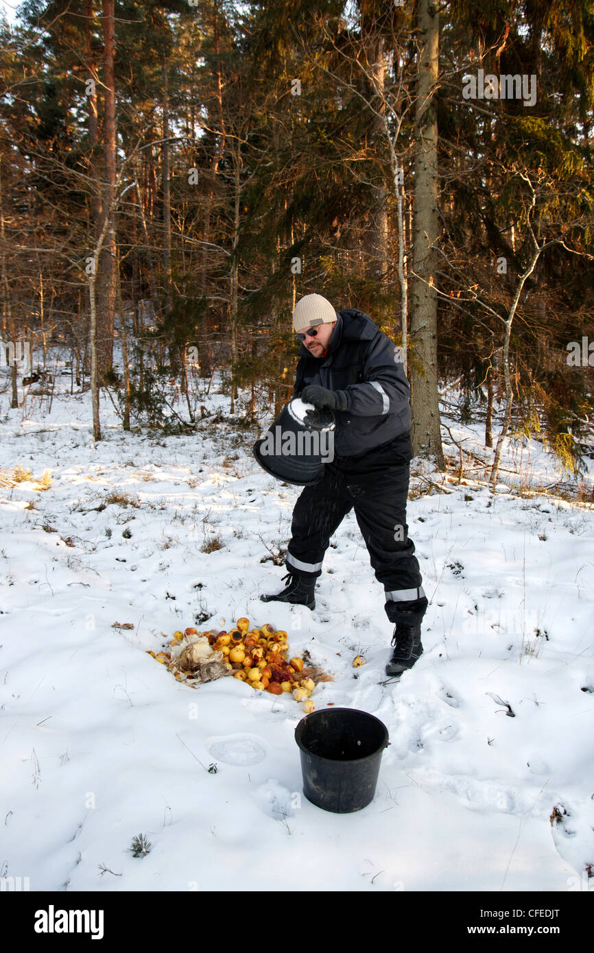Wild animal feeding in cold winter forest Stock Photo
