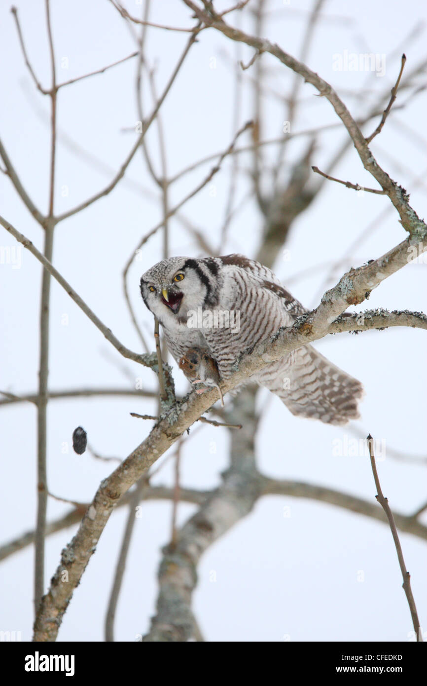 A Northern Hawk Owl choking a pellet. Europe Stock Photo