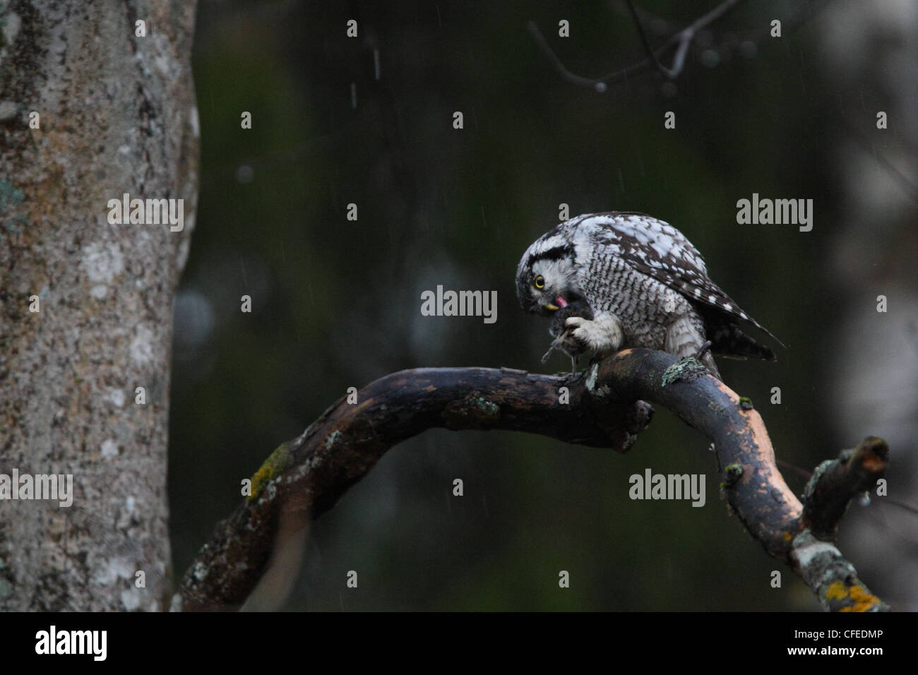 Wild Northern Hawk Owl (Surnia ulula) eating a mouse, Europe Stock
