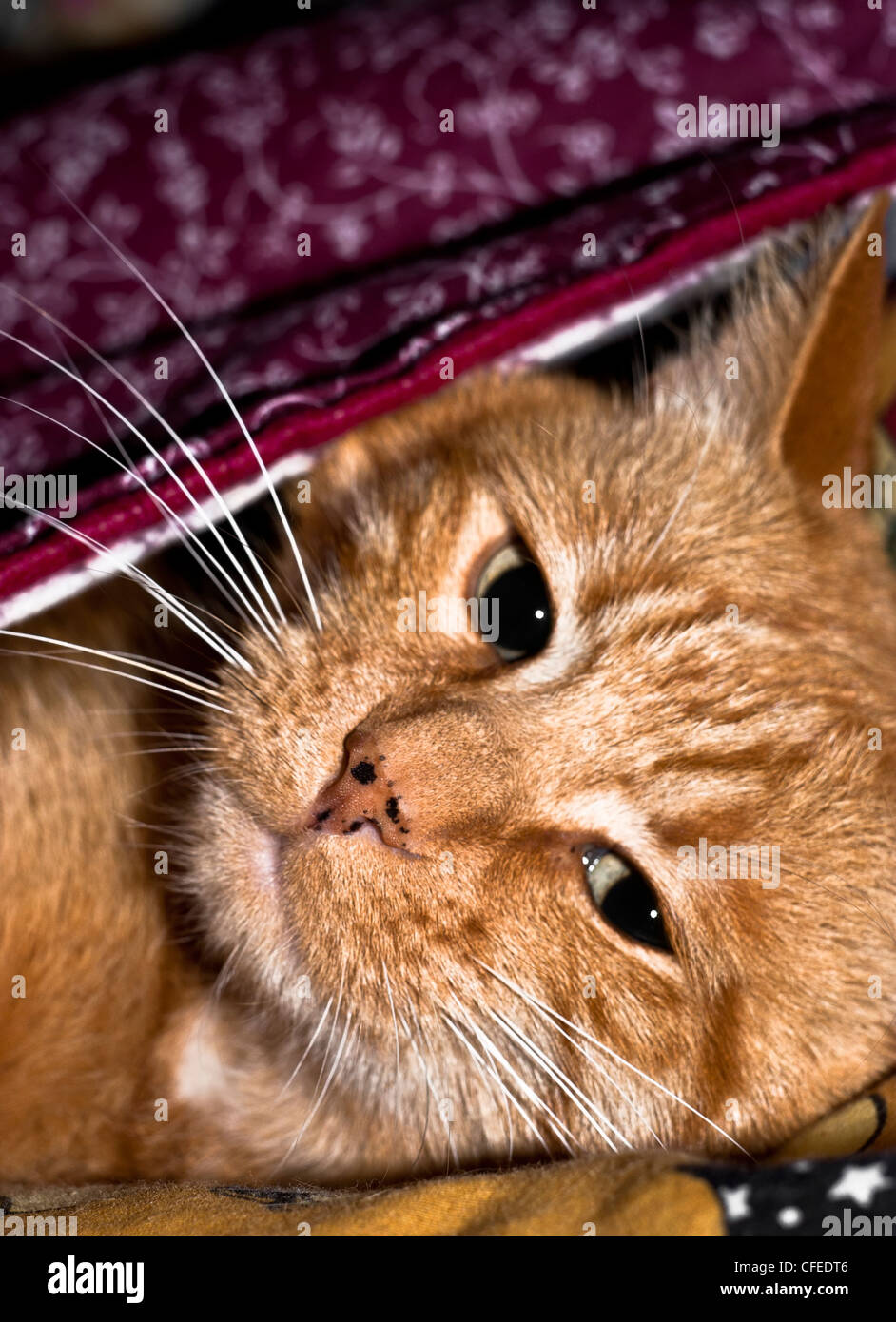 Beautiful cat curiously looking up just woke up Stock Photo