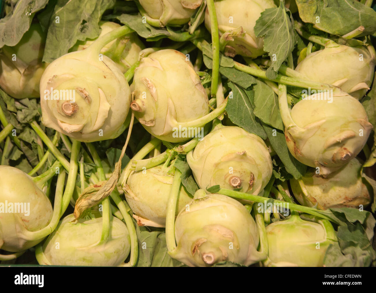 Kohl rabi 'Lanro' Stock Photo