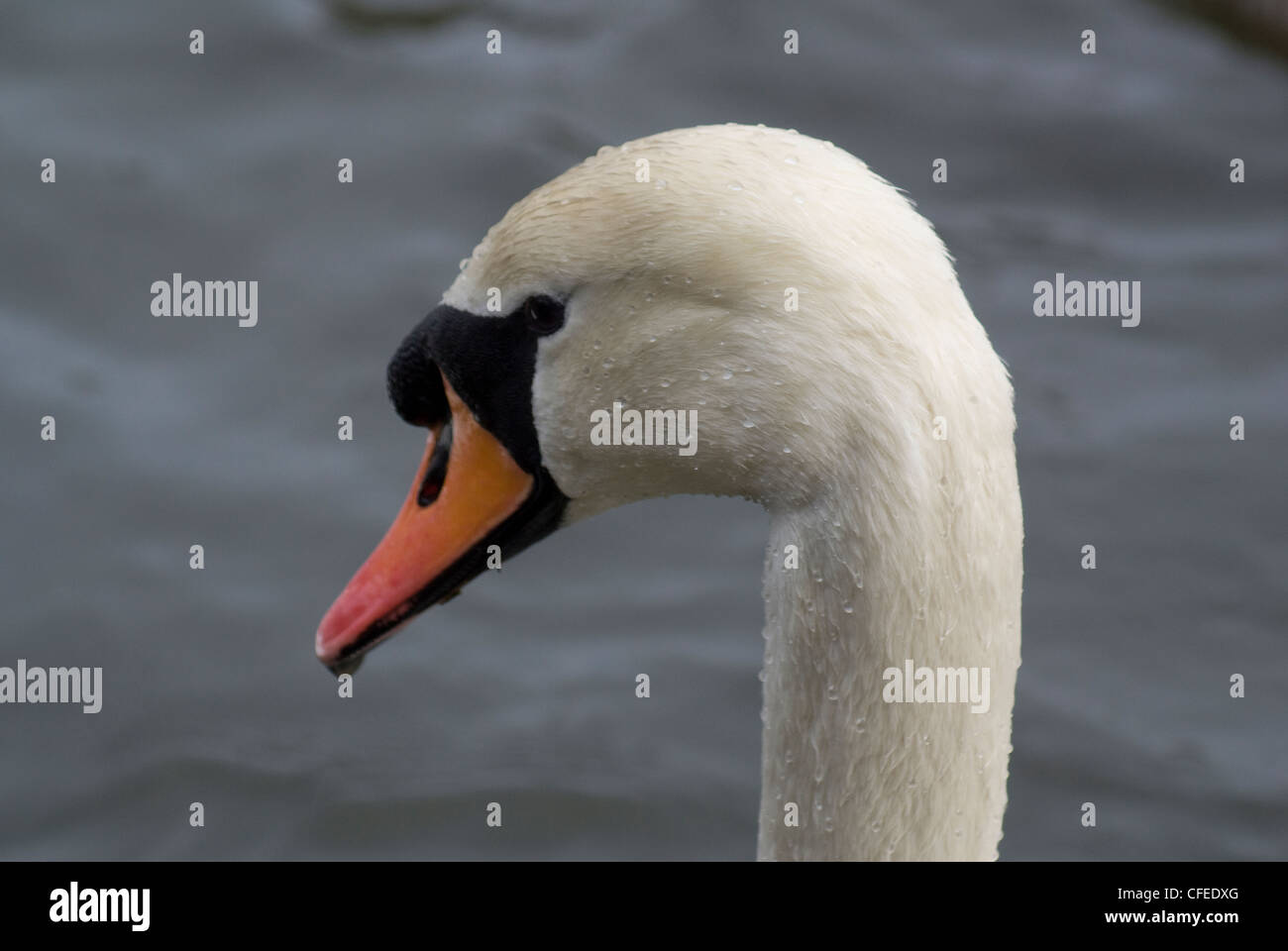 A Swan with wet plumage Stock Photo