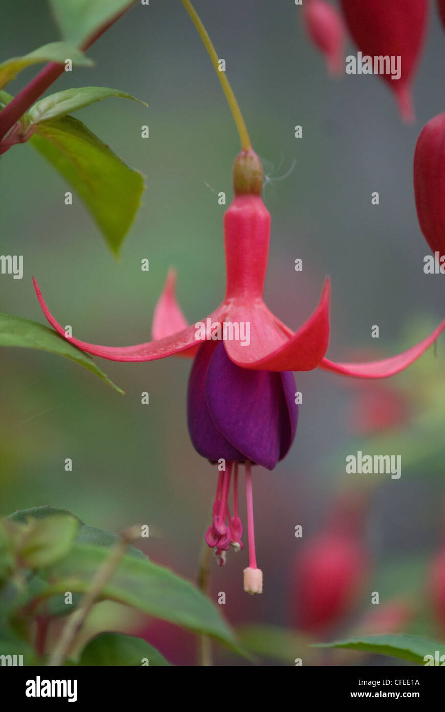 Fuchsia Ballerina High Resolution Stock Photography and Images - Alamy