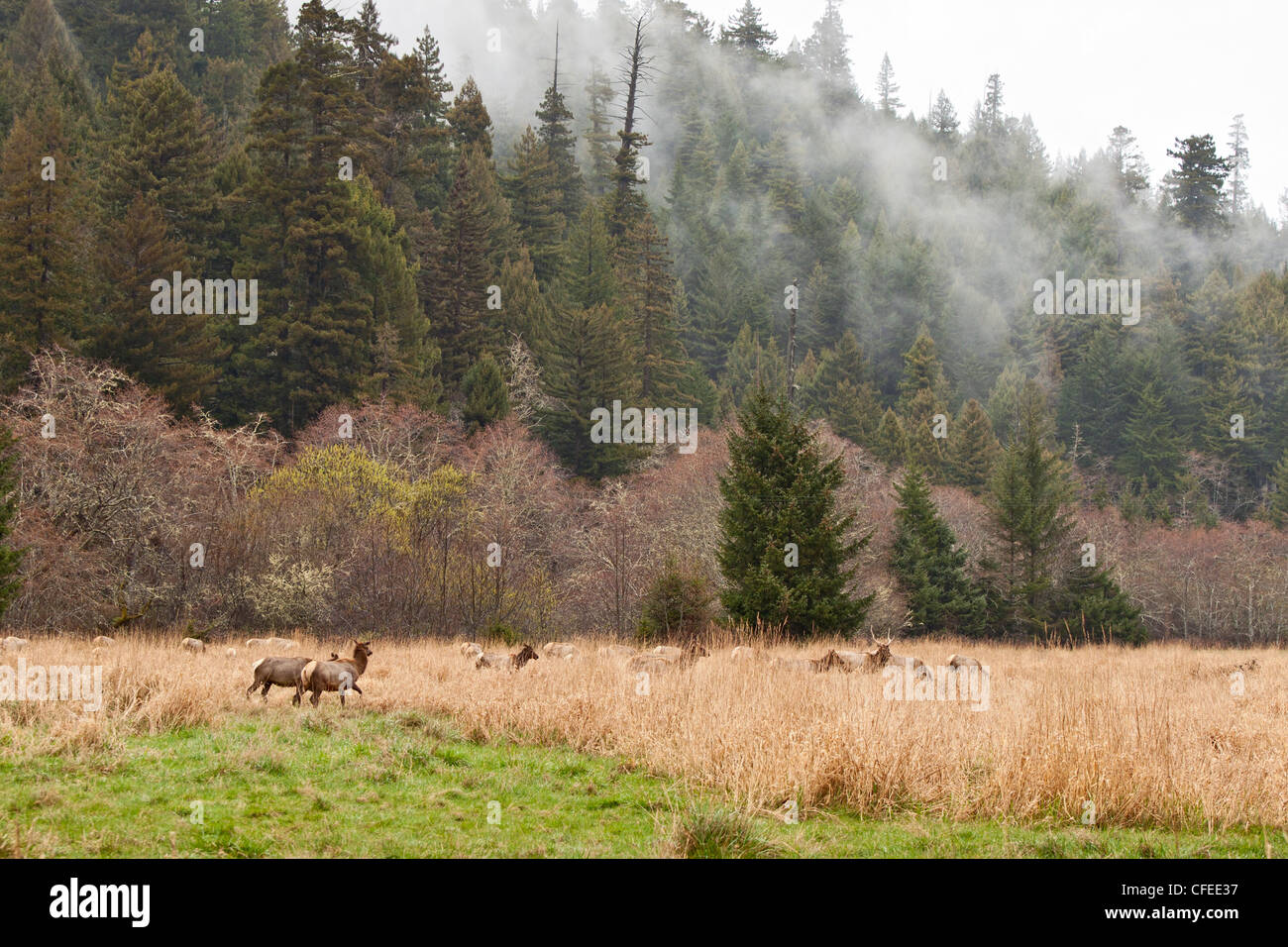 Herd of Roosevelt Elk, Cervus canadensis roosevelti, grazing in Elk Meadow in Prairie Creek Redwoods State Park. Stock Photo