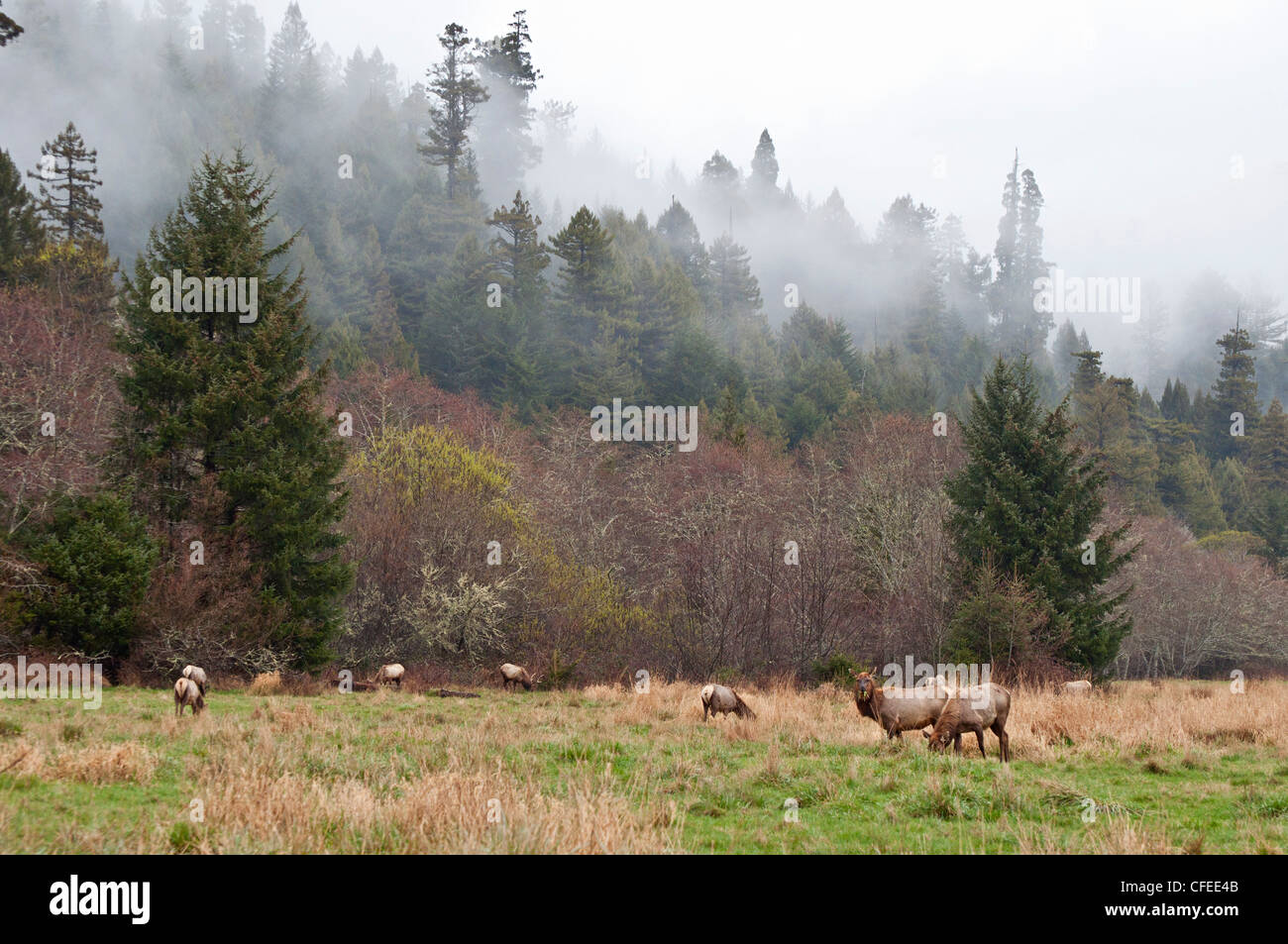 Herd of Roosevelt Elk, Cervus canadensis roosevelti, grazing in Elk Meadow in Prairie Creek Redwoods State Park. Stock Photo