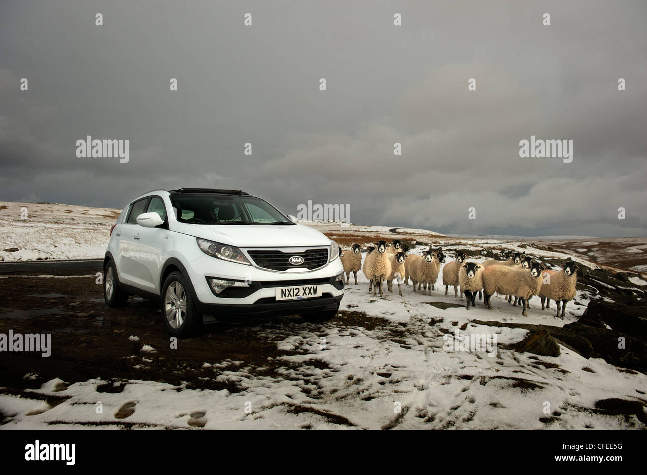 KIA SPORTAGE, side view with flock of sheep, UK Stock Photo Alamy