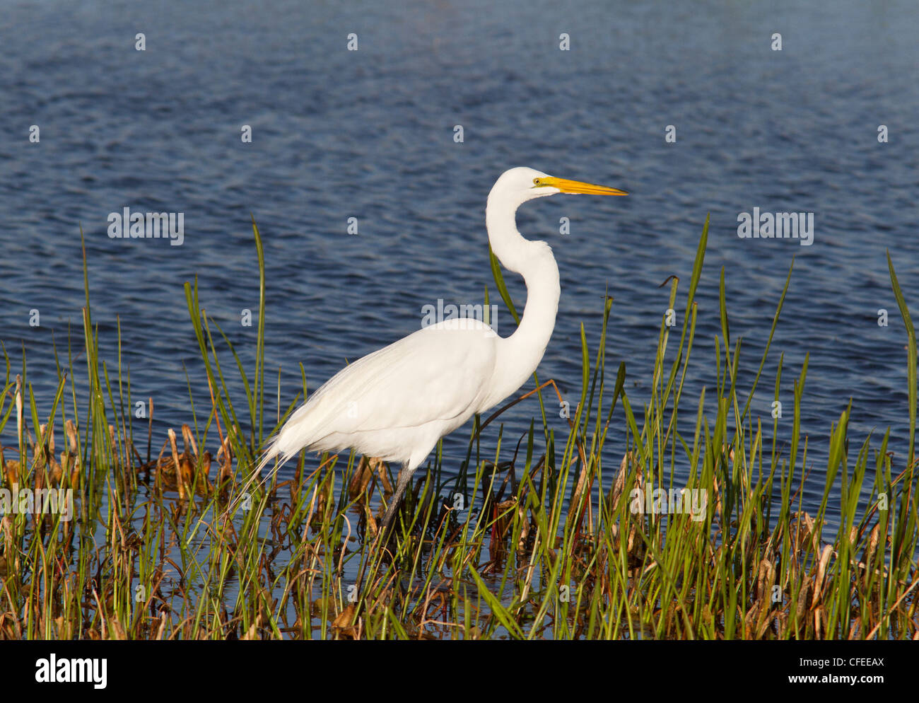 Great  White Egret (Ardea alba), searching for food. Stock Photo