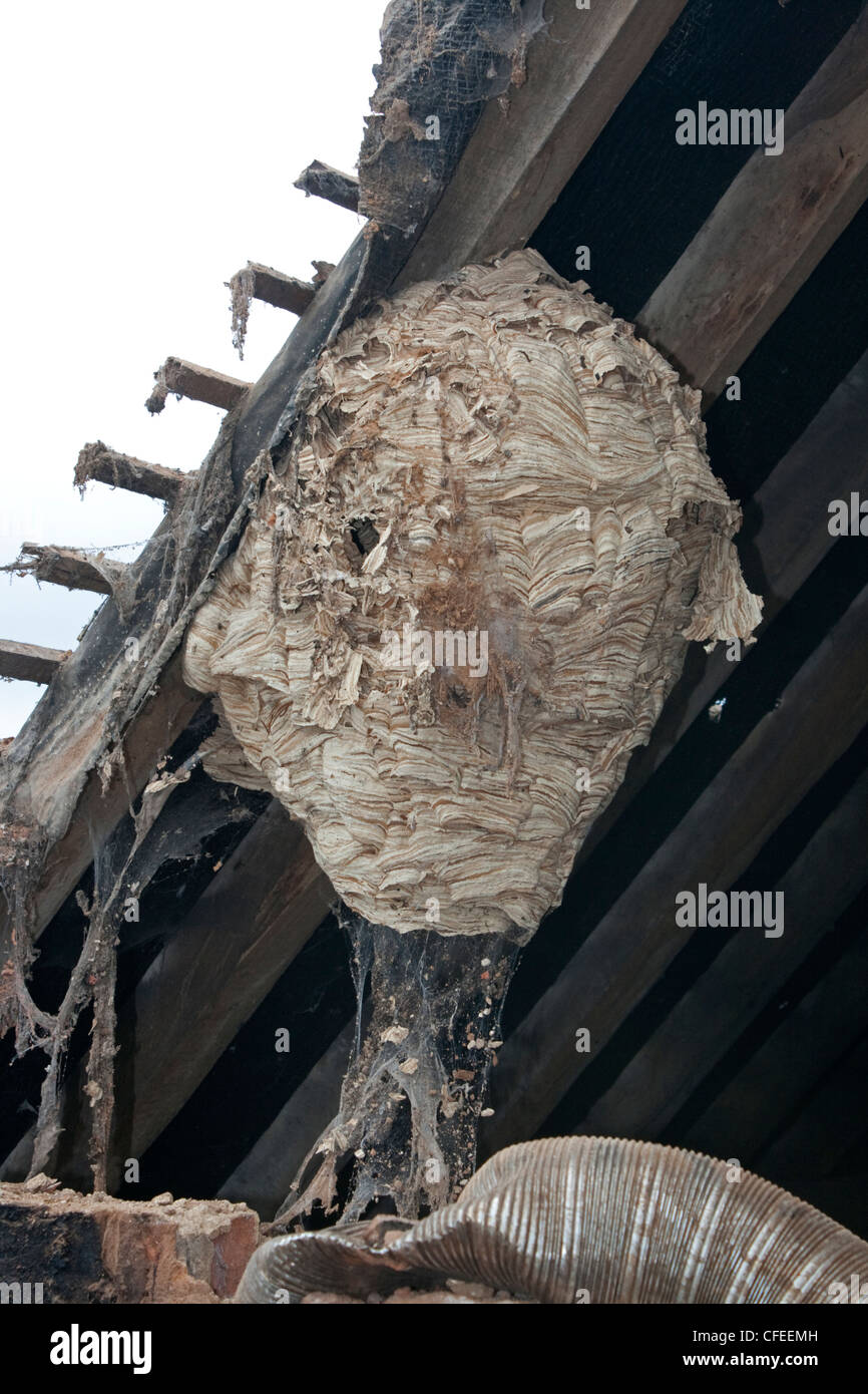 Large wasp nest in roof space during demolition of Colemans Hill Farm Mickleton Chipping Campden UK Stock Photo