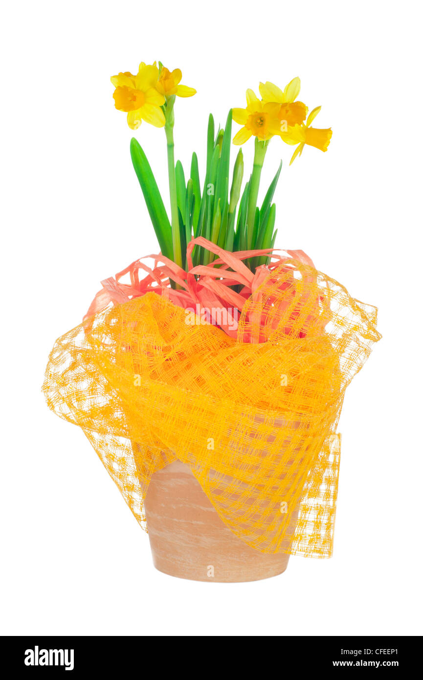 Easter decorated garden flower pot with spring yellow narcissus (daffodil) isolated on white background Stock Photo
