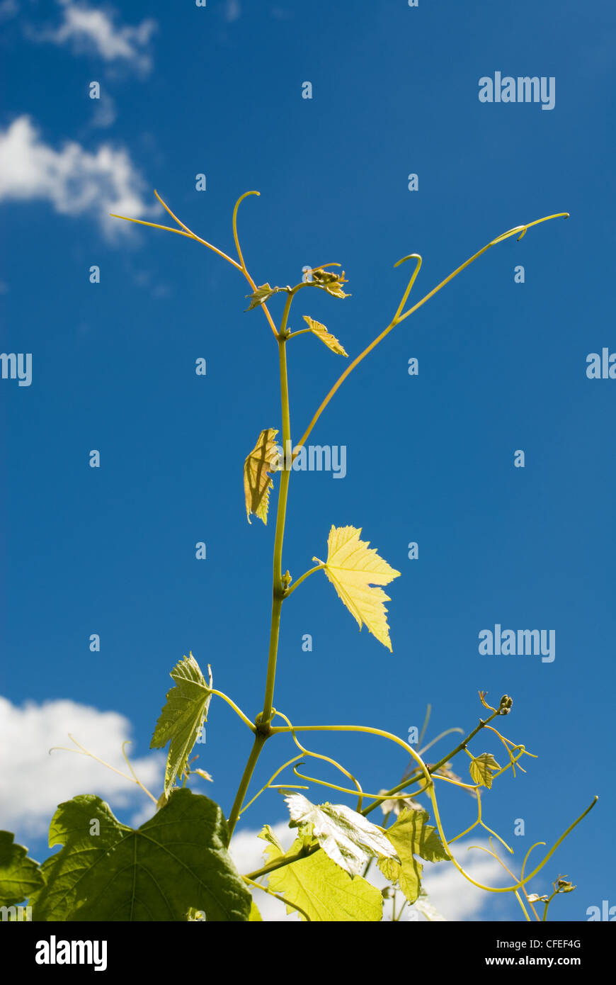 The new growth of a grapevine against a blue sky Stock Photo