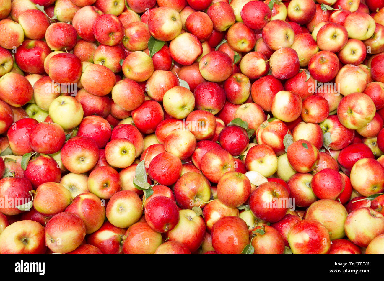 https://c8.alamy.com/comp/CFEFY6/freshly-harvested-colorful-crimson-crisp-apples-on-display-at-the-CFEFY6.jpg