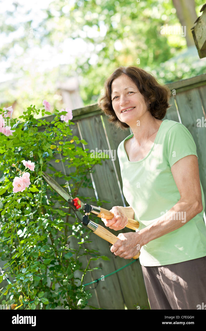 Happy senior woman gardening and pruning rose bush with clippers Stock