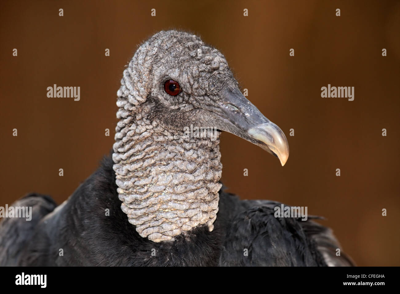 Portrait of an immature turkey vulture (Cathartes aura) Stock Photo