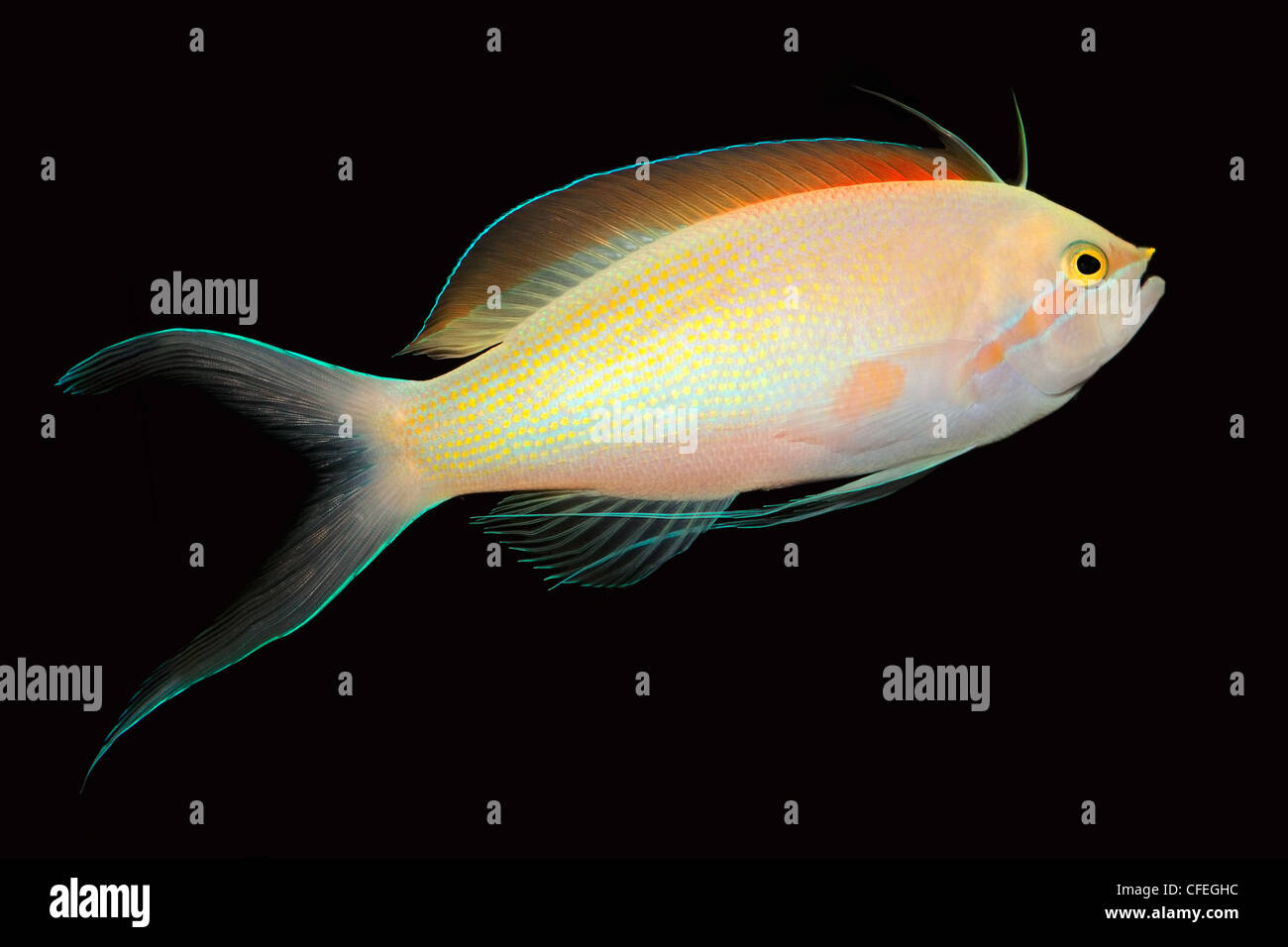 Colorful Anthias fish (Pseudanthias spp.) isolated on black Stock Photo