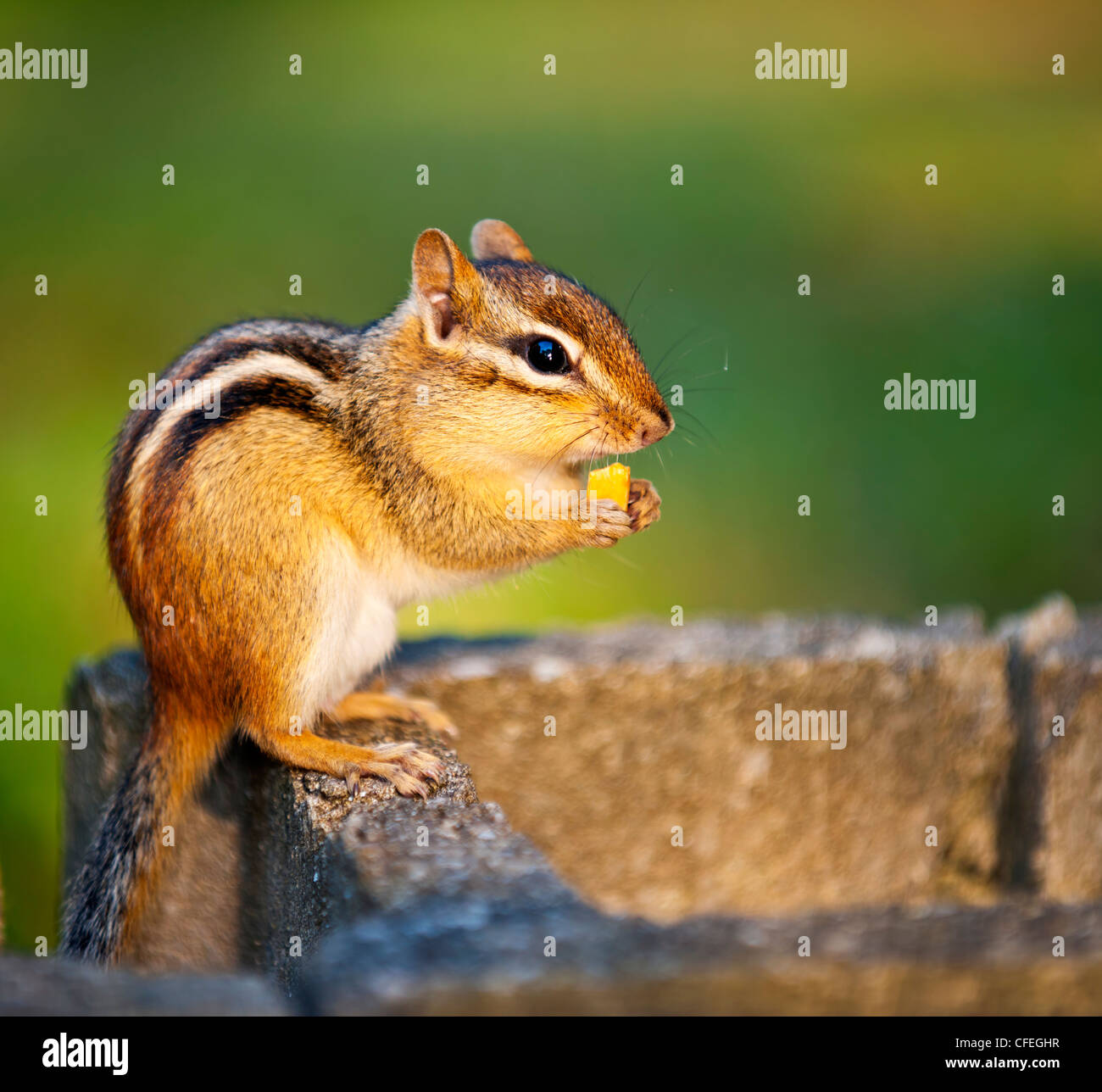 Chipmunk with peanuts hires stock photography and images Alamy