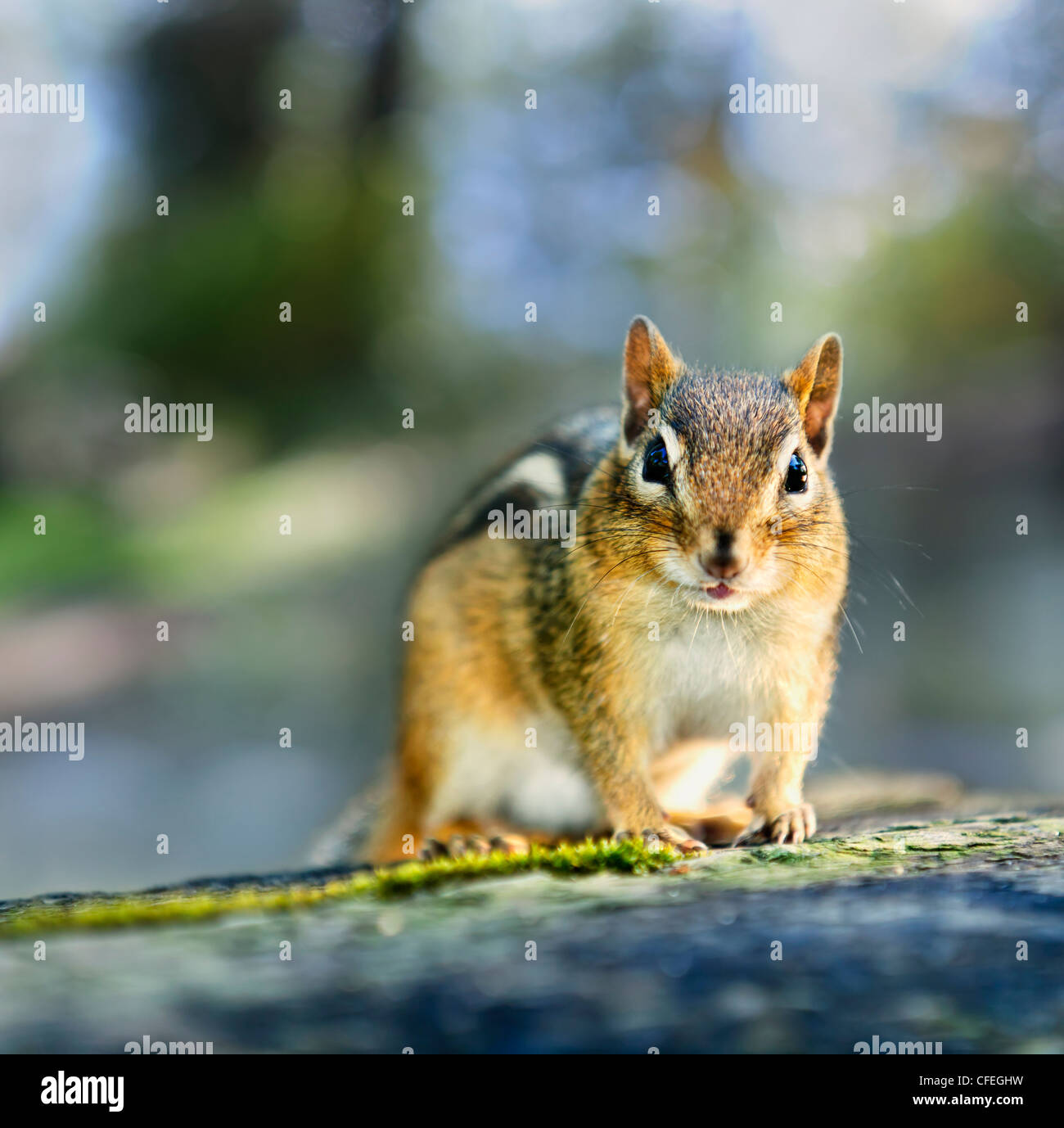Cute wild chipmunk posing in natural habitat Stock Photo