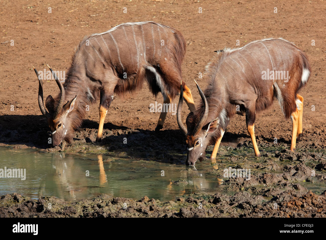 Two male Nyala antelopes (Tragelaphus angasii) drinking water, Mkuze game reserve, South Africa Stock Photo