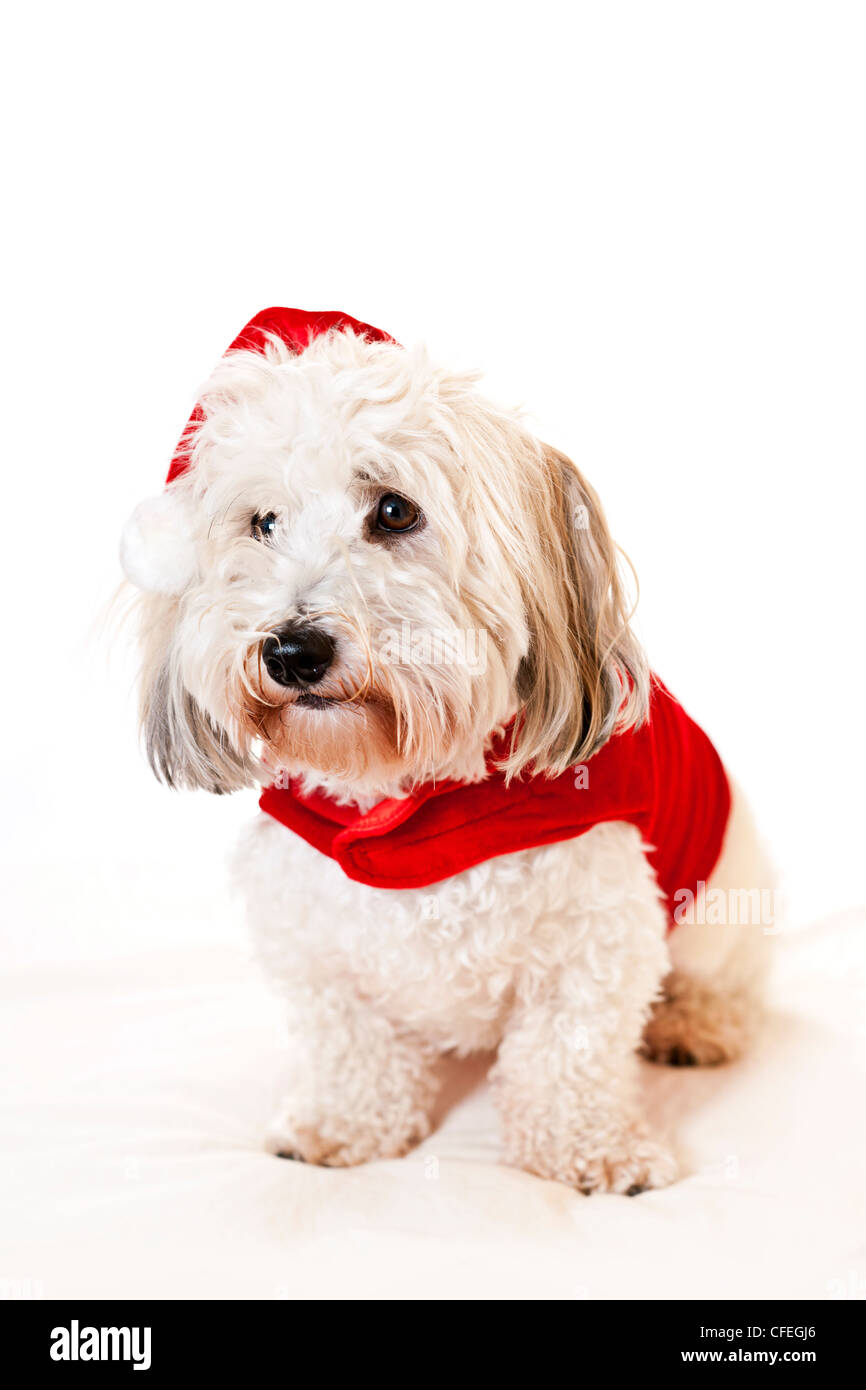 Adorable coton de tulear dogs wearing santa costume Stock Photo