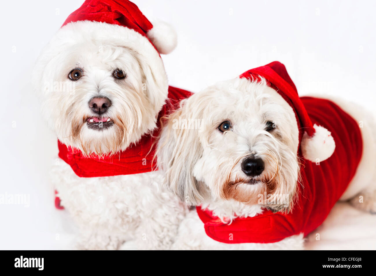 Two adorable coton de tulear dogs wearing santa costumes Stock Photo