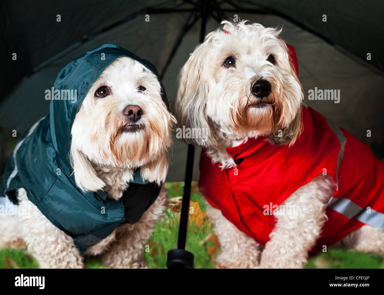 Coton de Tulear Umbrella - Prince Coton de Tulear Umbrella - Prince