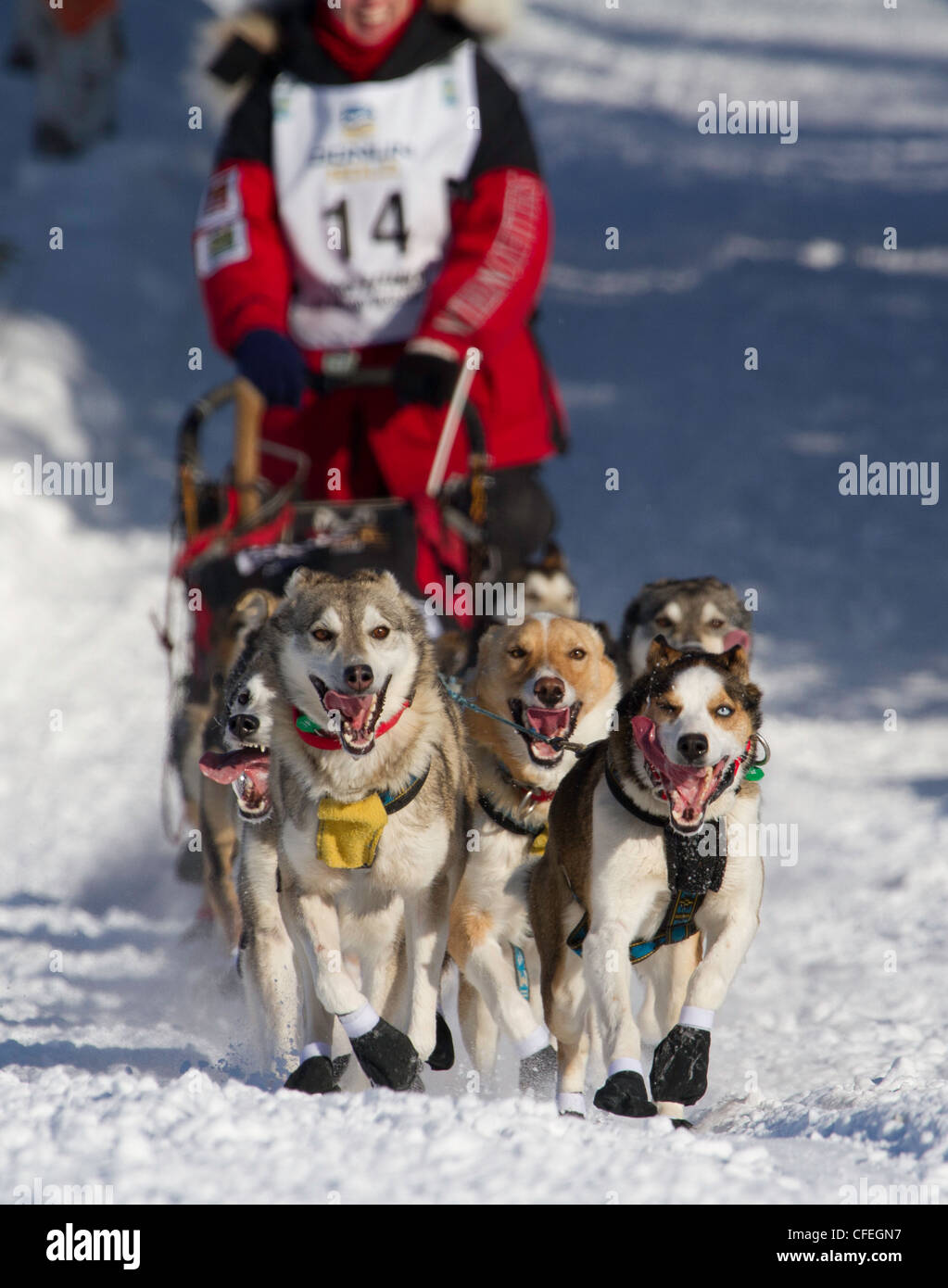 Aliy Zirkle's (Two Rivers, AK, USA) sled dog team starting the race to Nome, AK. Stock Photo