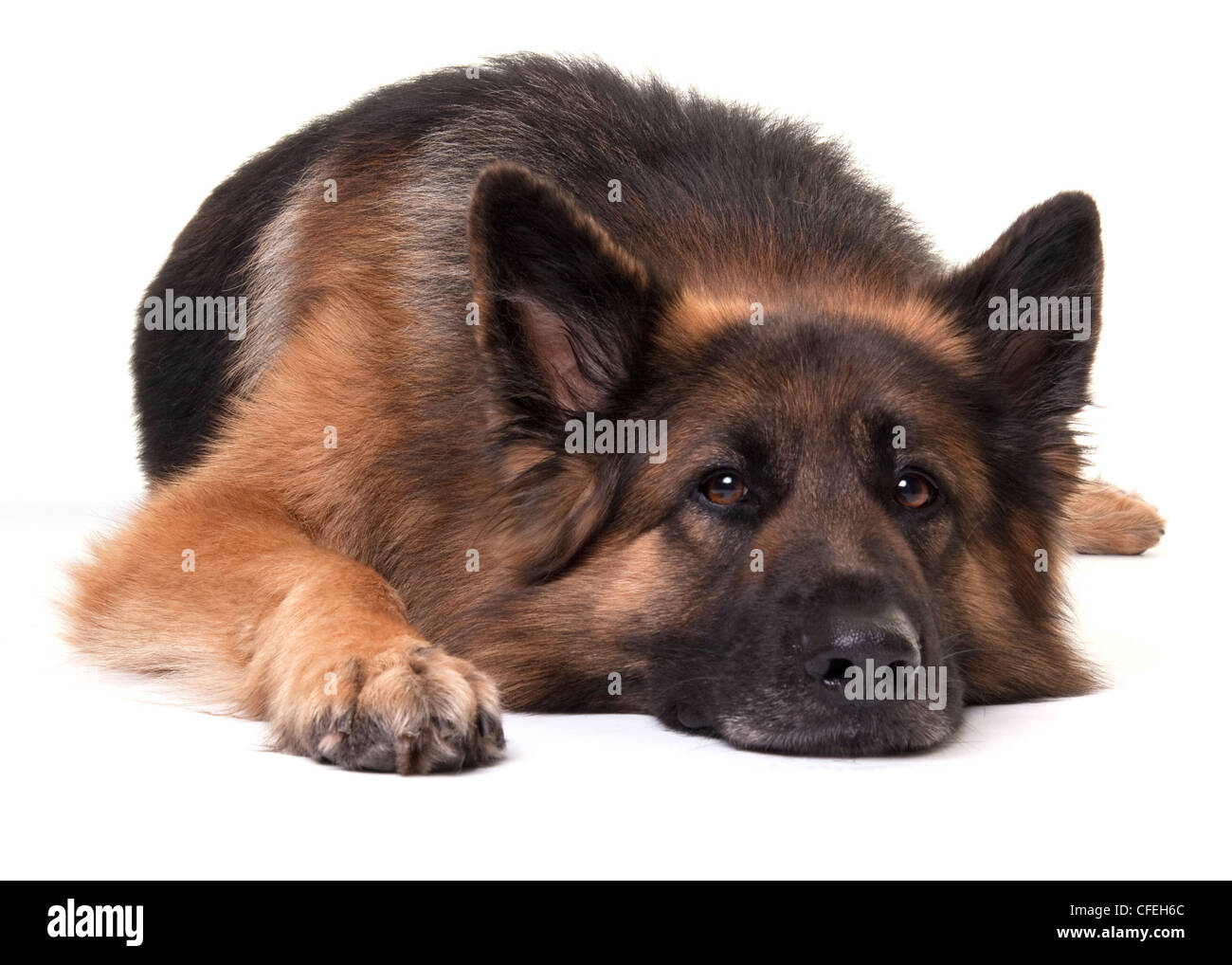 what is the oldest german shepherd on record