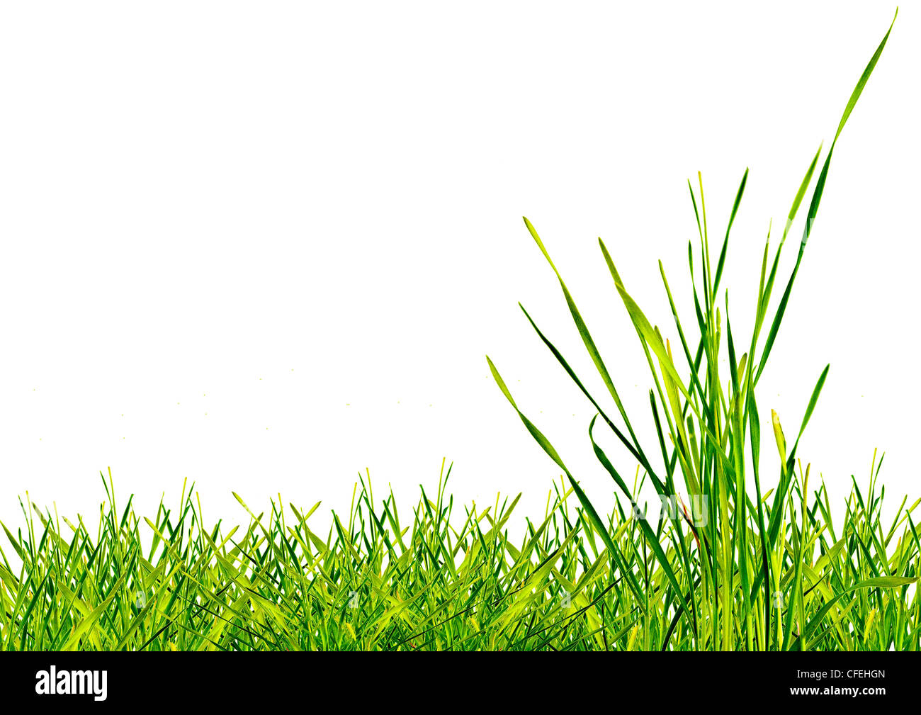 Green grass isolated on a white background Stock Photo - Alamy