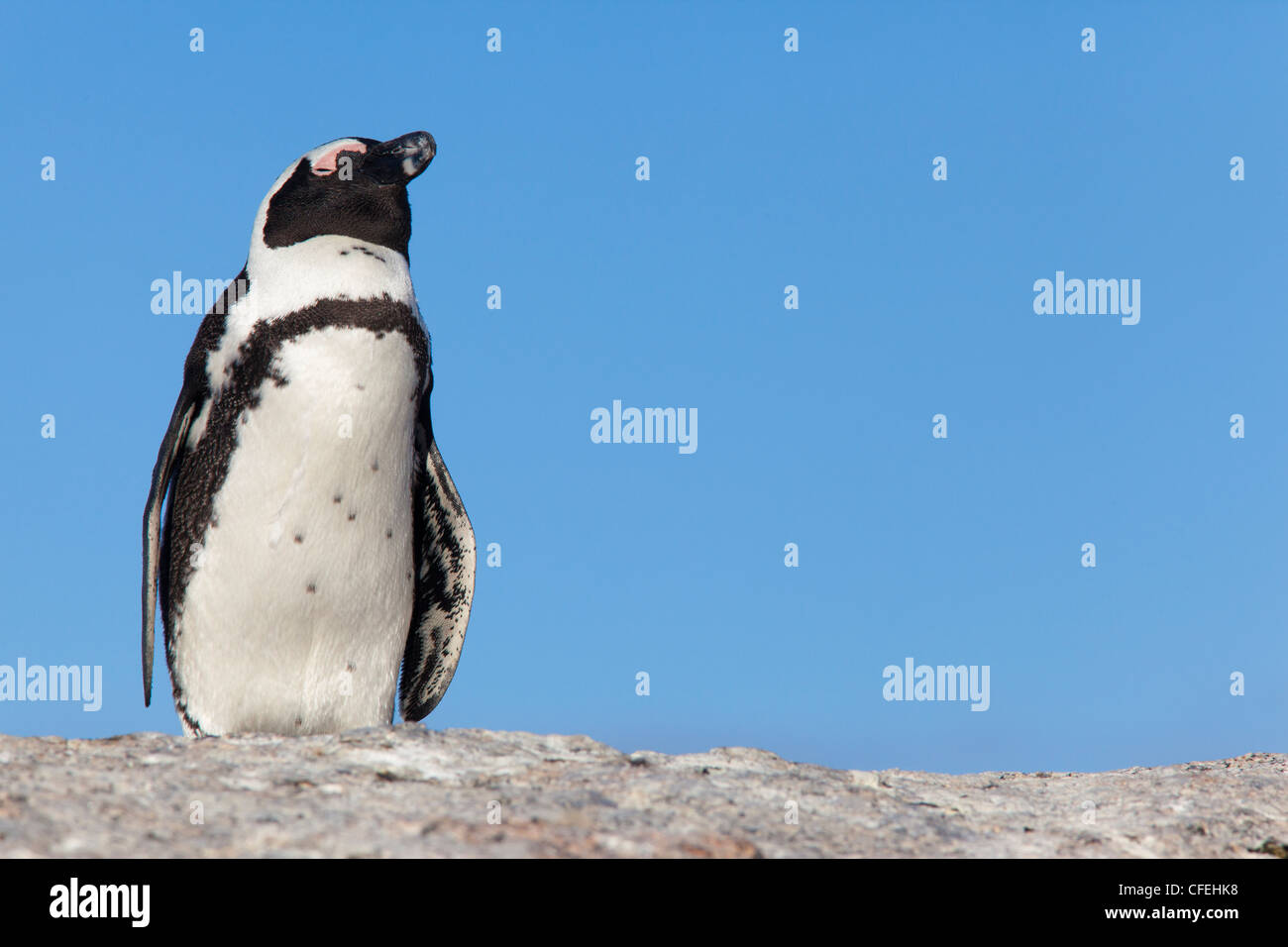 African penguin, Spheniscus demersus, Table Mountain National park, Cape Town, South Africa Stock Photo